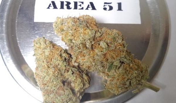 Area 51 Strain Medical