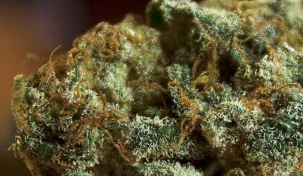Big Bud Strain Effects