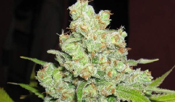 Big Bud Strain Medical