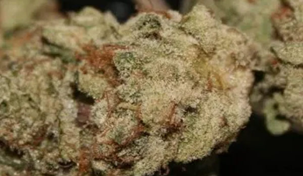 Biker Le Blanc Strain Effects