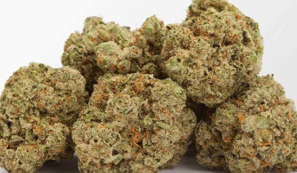 Biker Le Blanc Strain Growing