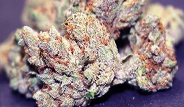 Biker Le Blanc Strain Medical