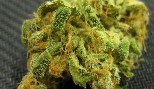 Blueberry AK Strain Effects
