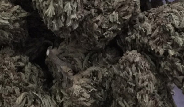 Blueberry AK Strain Growing