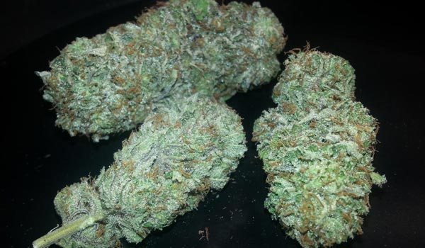 Hemlock Strain Effects