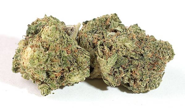 Hemlock Strain Growing