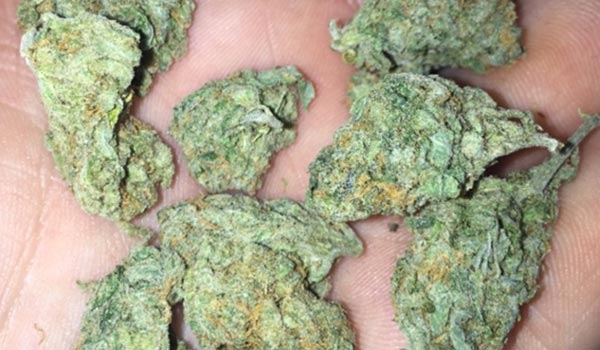 Hemlock Strain Medical