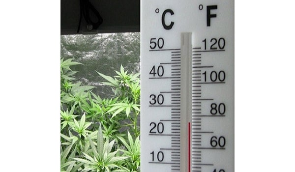 High temperatures marijuana