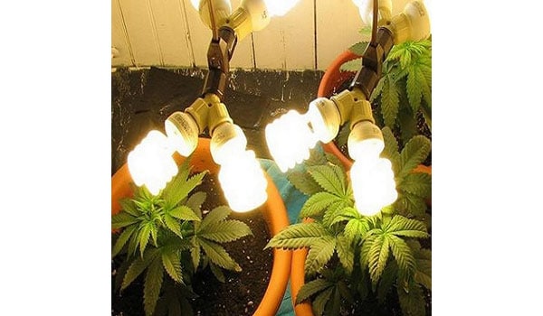 Improper lighting marijuana seedlings