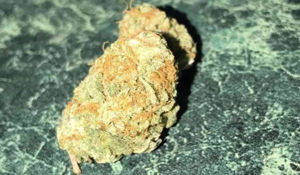 Madcow Strain Growing