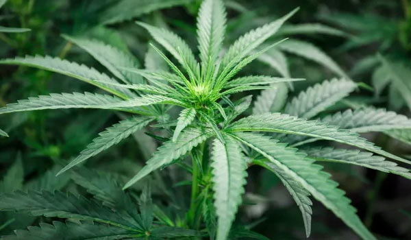 Marijuana