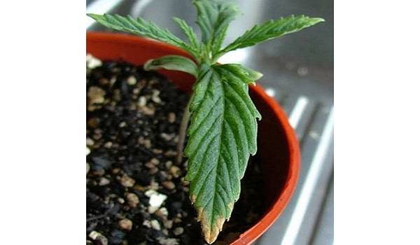 Marijuana Seedling Nutrient-problems