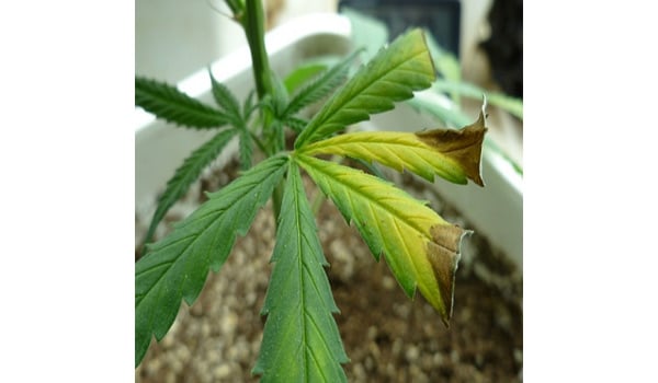 Marijuana seedling symptoms