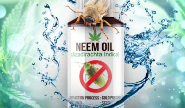 Neem Oil