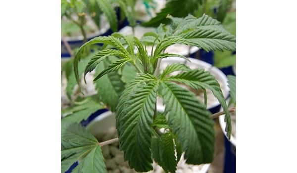 Overwatered Marijuana Seedling
