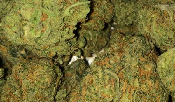 Pineapple OG Strain Effects