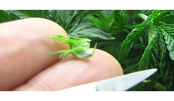 Pruning autoflower
