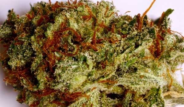 Raw Diesel Strain Effects