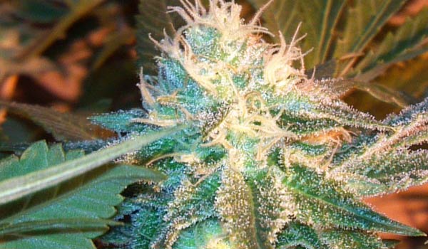 Raw Diesel Strain Growing