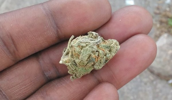 Raw Diesel Strain Medical