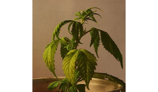 Seedling Underwatered