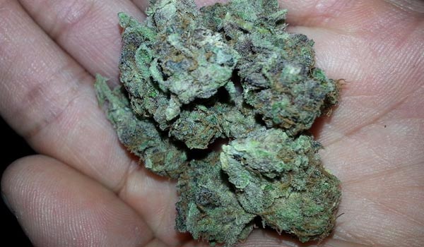 Sour Ape Strain Medical