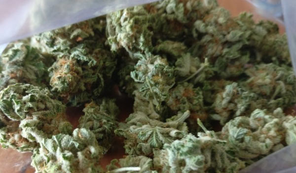 Super Sour OG Strain Growing