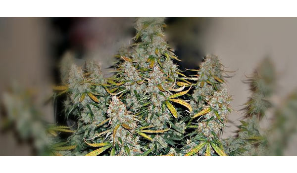Super autoflower strain