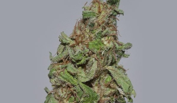 Supergirl Strain Effects