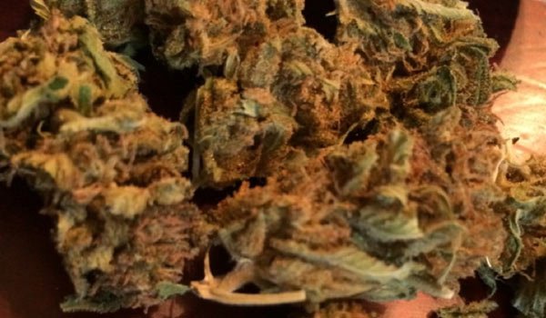 Sweet Dreams Strain Growing