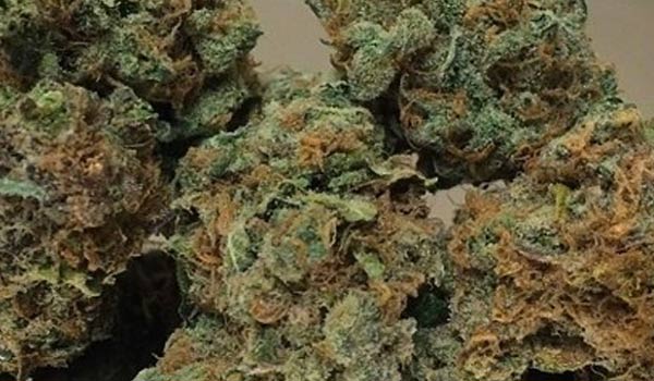 White Dream Strain Medical