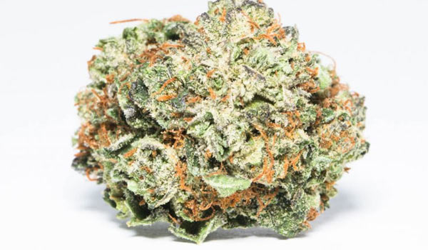 Yeti OG Strain Growing