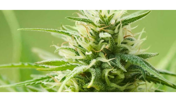 autoflower ak 47