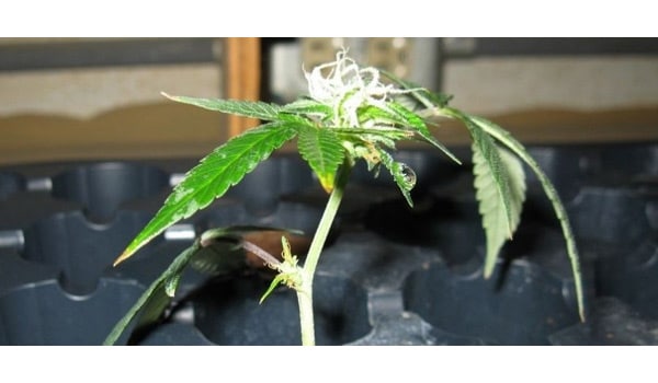 autoflower clone