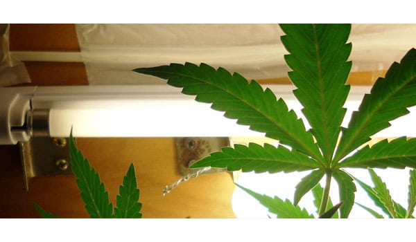autoflower light