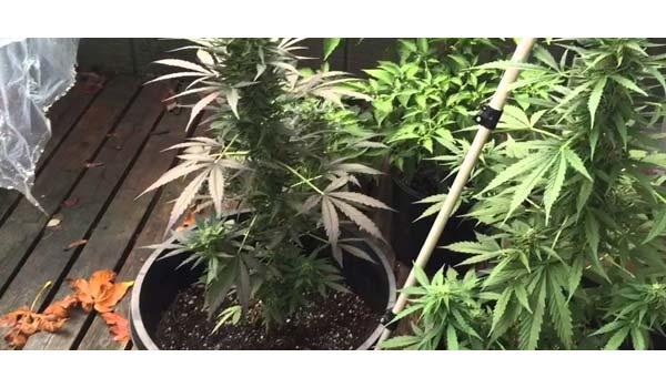 autoflowering outdoor