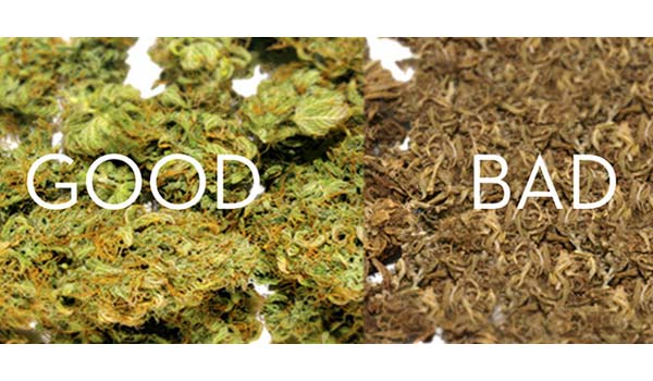 curing bad good