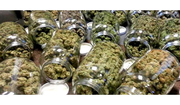 different autoflower