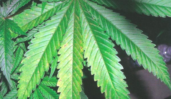 fix calcium deficiency outdoors marijuana