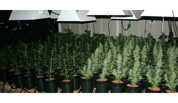 growing autoflowers