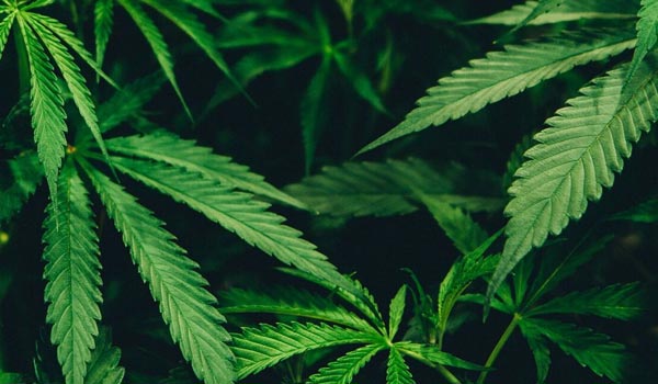 marijuana investing facts better decisions