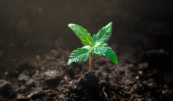 marijuana investing facts expectation patience