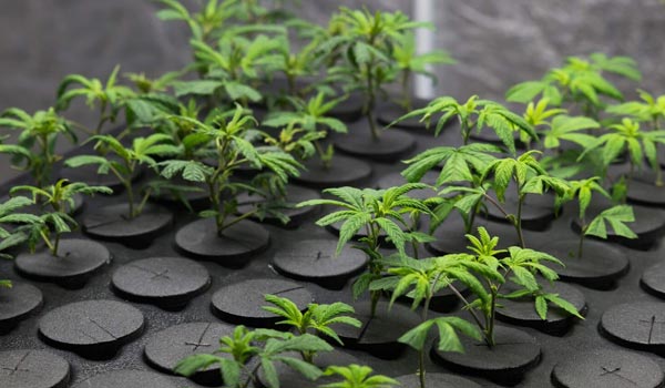 marijuana investing facts growing goals