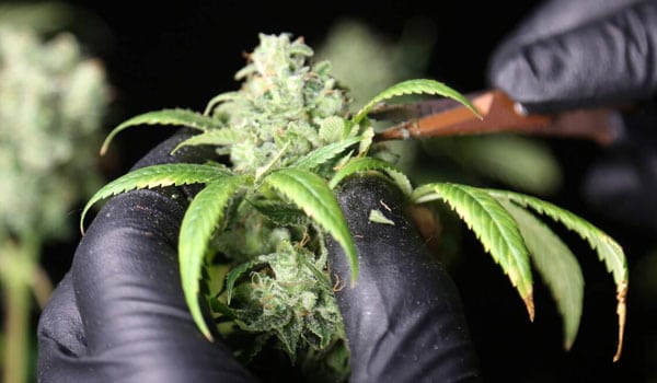 marijuana investing facts knowledge means continuous growth