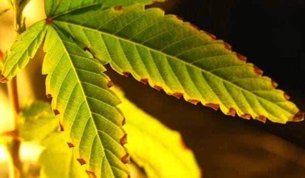 signs of calcium deficiency in marijuana