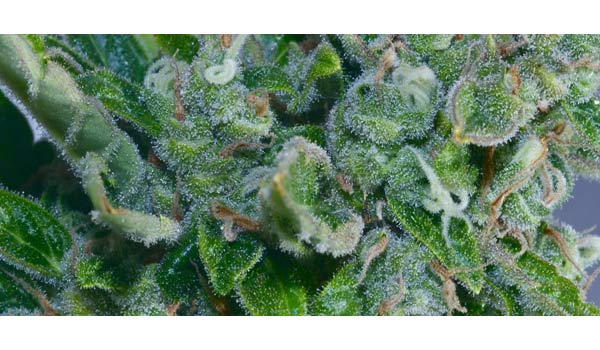 what is autoflowering