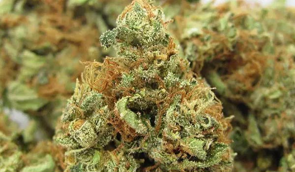 818 OG Strain Effects