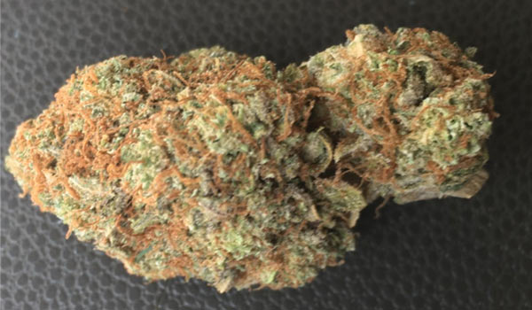 818-OG Strain Growing
