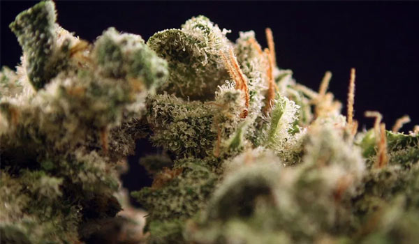 Blackberry Pie Strain Effects