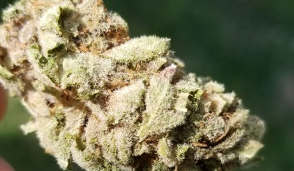 Blackberry Pie Strain Medical